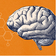 Brain