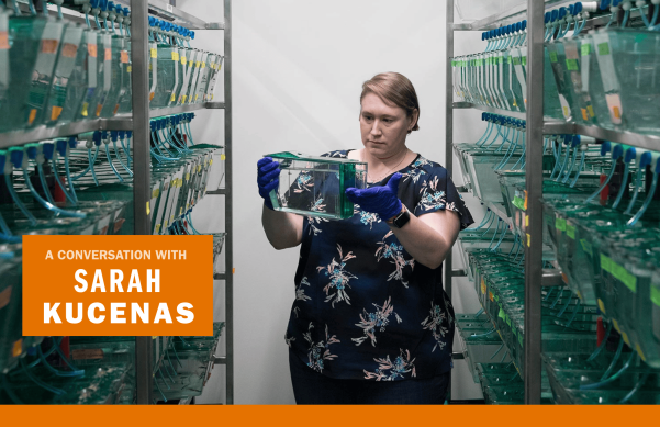 Sarah Kucenas in zebrafish lab.